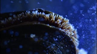 Mussels And Microplastics Ocean Up Close Ocean Wise