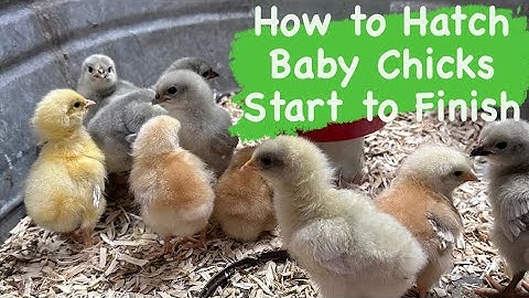 How to Hatch Chicken Eggs Start to Finish It’s Super Easy / Incubating Chicken Eggs