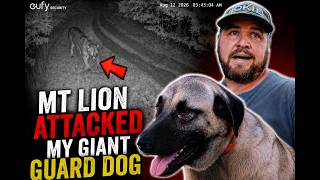 Giant Guard Dog Attacked and Injured By Mountain Lions Caught on Camera
