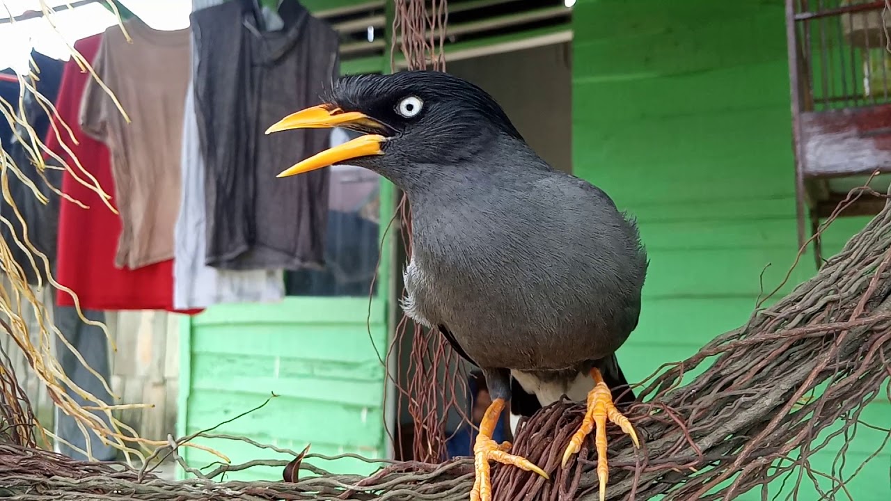 Burung bisa ngomong 