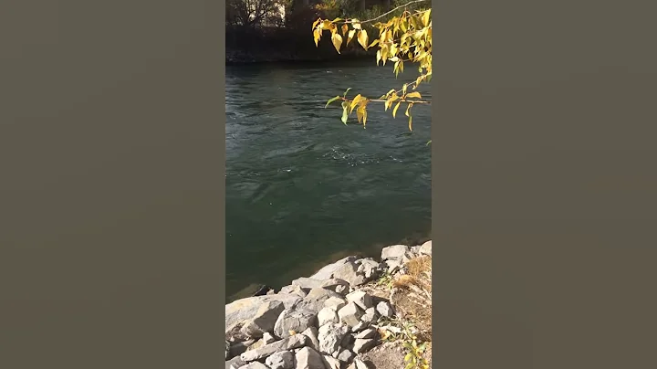 Salmon River Video