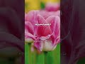 سوره مائده آیه ۸۹ تلاوت قرآن کریم تفسیر قرآن Payam Quran ترجمه قرآن کریم قرآن Trendingreels سوره مائده آیه ۸۹ تلاوت قرآن کریم تفسیر قرآن Payam Quran ترجمه قرآن کریم قرآن Trendingreels