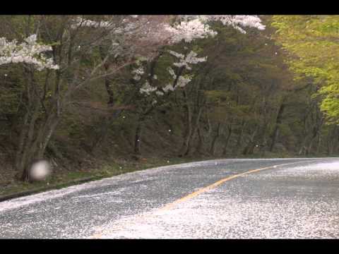 2012 奥琵琶湖桜吹雪