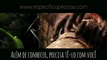 Para que serve o soro antiofídico polivalente?