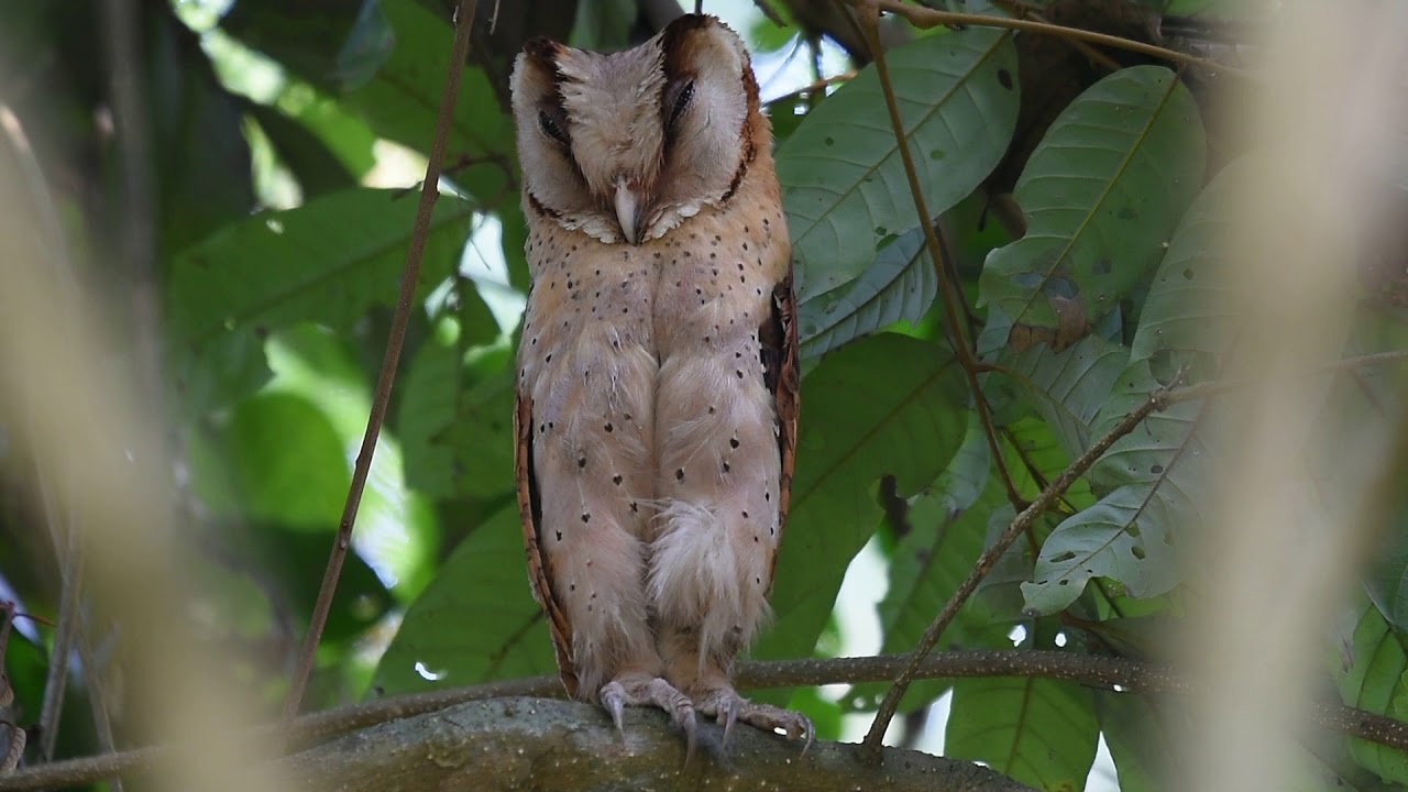 Srilankan bayowl 