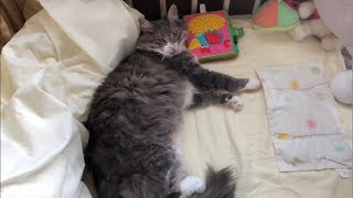 ベビーベッドを乗っ取る猫 ノルウェージャンフォレストキャットtake over baby bed.Norwegian Forest Cat.