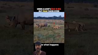 The Moment a Lion Realized He Made a Mistake #animals #wildliferescue #savelions #lion