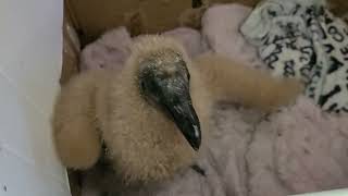 Celebrity baby black vulture growls 5 15 22 Net Worth