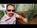 حشيشة الليمون طرق تكاثر وتسميد ورى وفوائد صحيةCymbopogon حلقة 43 mp3