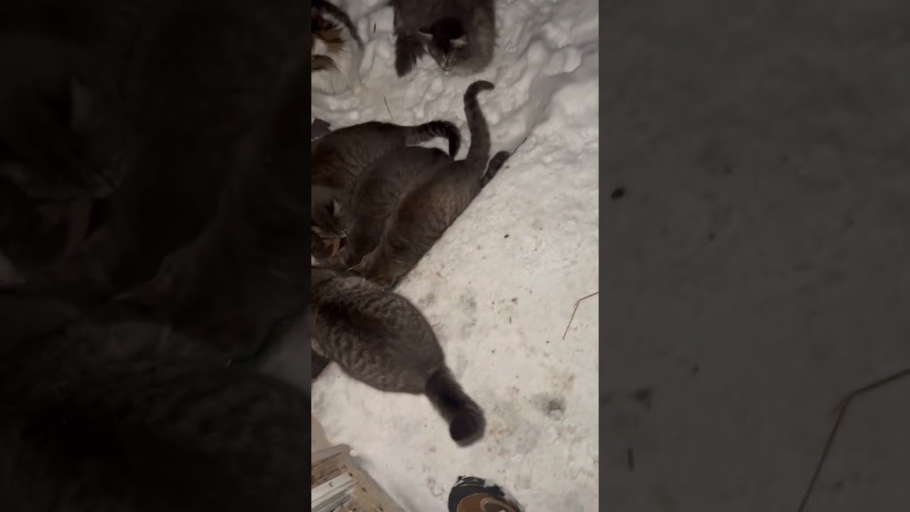 Они также оказали нам множество почестей, и когда мы уезжали, они задавали такие вопросы, как: