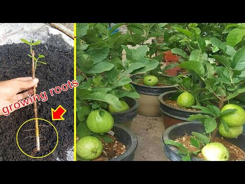 Guava cuttings tutorial for fast growing 100% roots only 4 8 weeks...