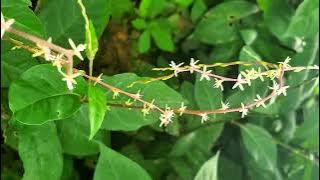 Download lagu Medicinal importance of Petiveria alliacea