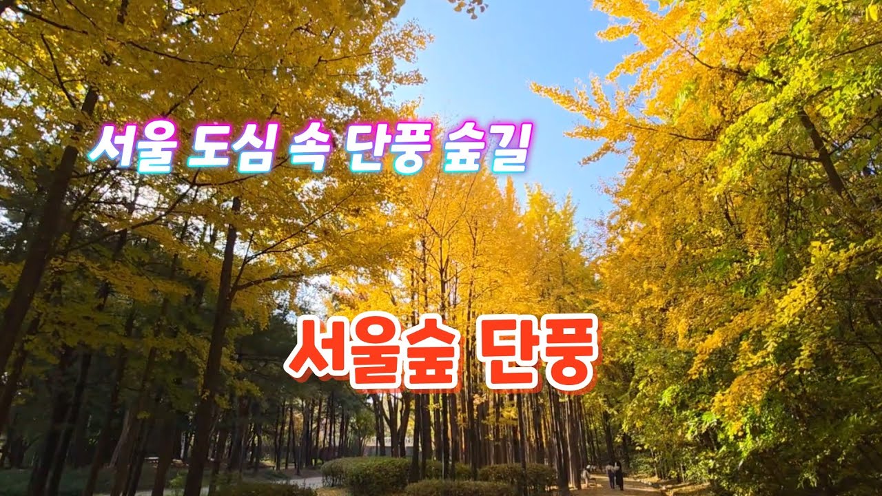 도심 속 단풍숲 서울숲 단풍