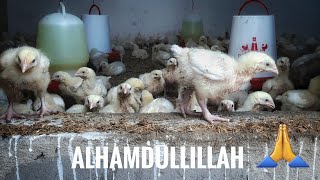 What to be done to have healthier birds (B-roll) screenshot 5