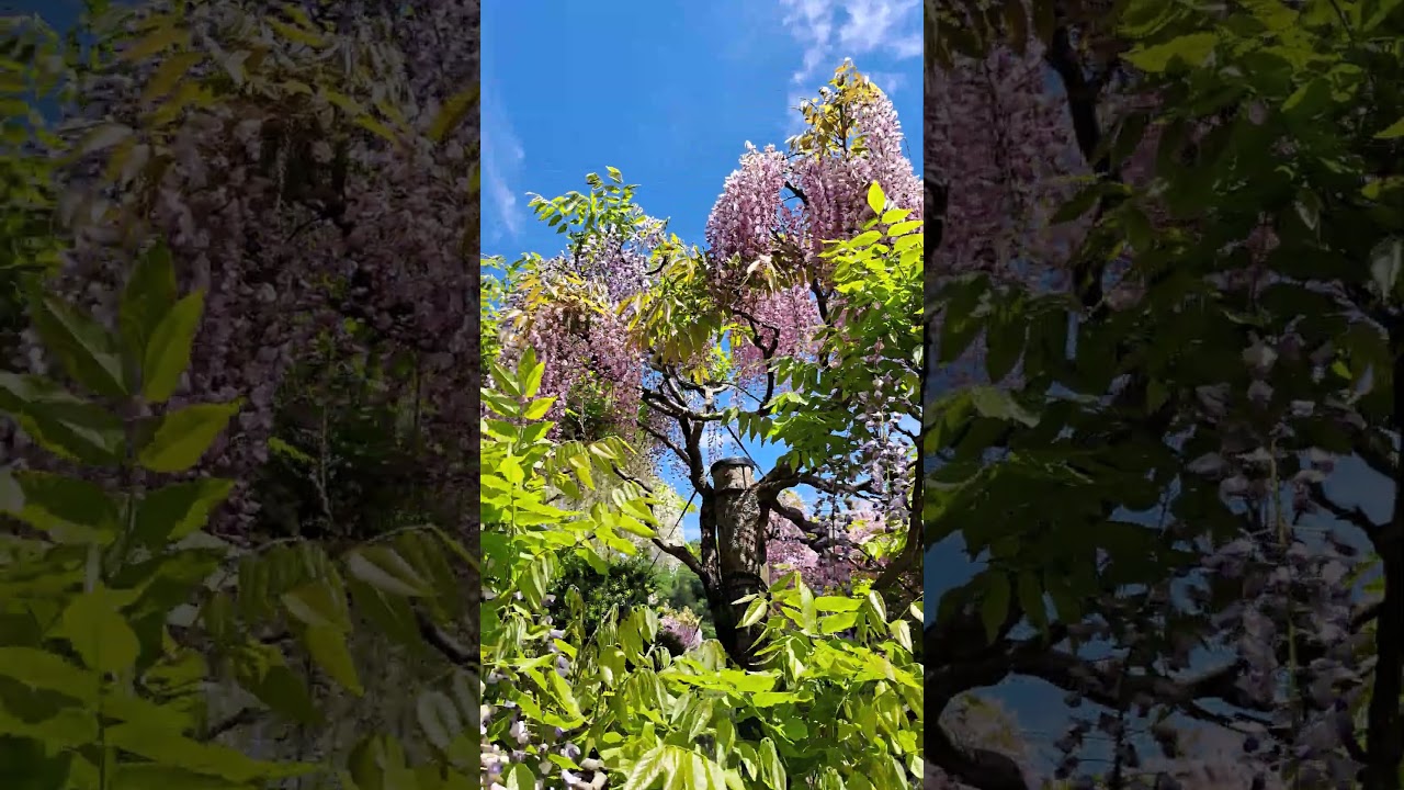 I Visited the Tonose Wisteria Village Floating in a Beautiful