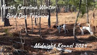 North Carolina Winter Bird Dog Training, Midnight Kennel 2024