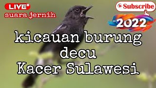 kicauan burung decu cocok buat burung yg malas bunyi|| Kacer Sulawesi Selatan