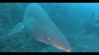 Discovering the amazing sharks at Wolf Rock