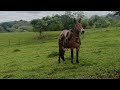 Ganadería El ESCAPE