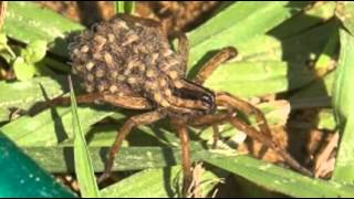 Affordable Pest Control Service in Bridgeport, TX