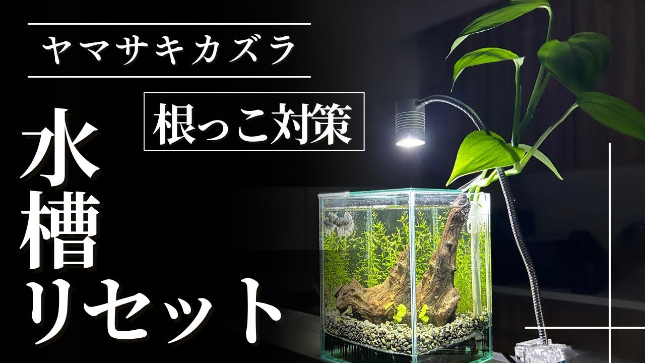 アクアリウム】ヤマサキカズラ水槽が白濁…ついにリセットします/I'm