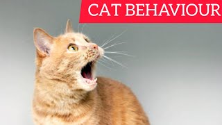 Why Does My Cat Meow When He Sees Me ? – 7 Reasons