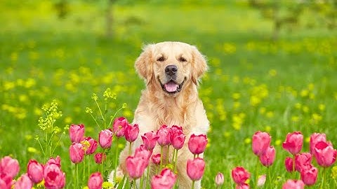 Search, Nav, Support Iteration Plan