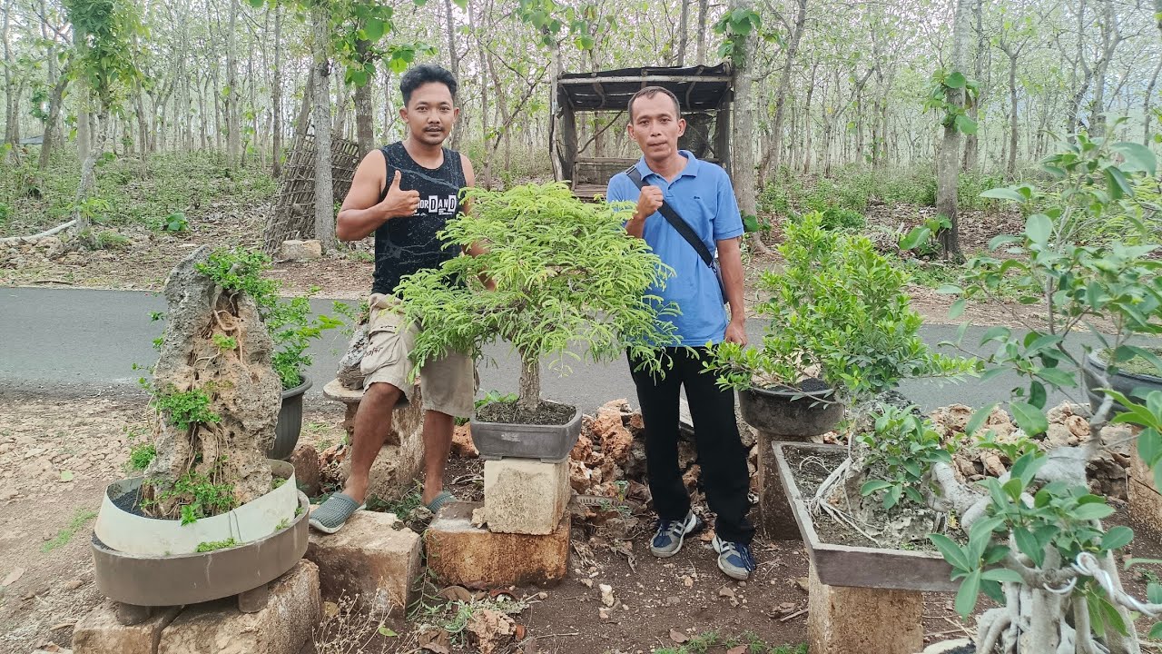 CEK HARGA BONSAI DI MAS EDO NEGO.. 0 813-3604-7544