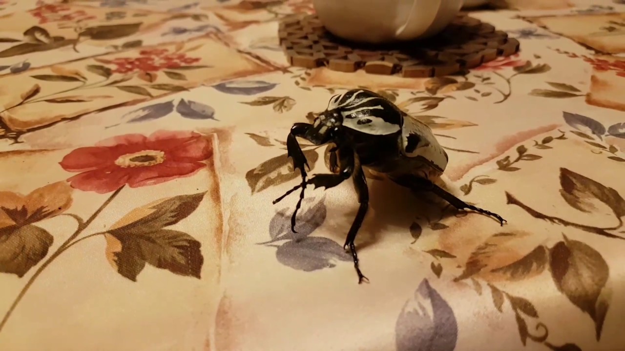 Жук голиаф обороняется)