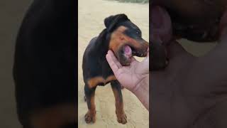 😱😡🤬 #rottweiler #angry