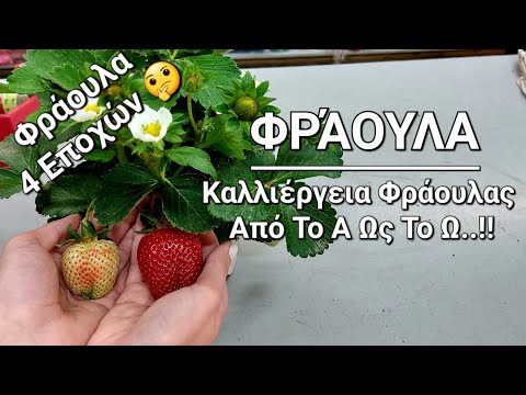 Βίντεο: Τύποι φυτών φράουλας - Πληροφορίες για διαφορετικές φράουλες στον κήπο