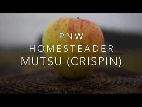 Video: Mutsus or Crispin Apple Info - Crispin алма дарактары деген эмне