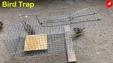 Bird Trap Homemade/How to make a Bird Trap Easy/Sparrow Trap Automatic saving a lot of Bird