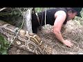 Girl Discovers Giant Python Guarding Eggs in Burrow 😱  Shocking Jungle Rescue Mission