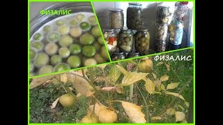 Физалис. Урожай и вкусные заготовки. Физалис. Урожай и вкусные заготовки.