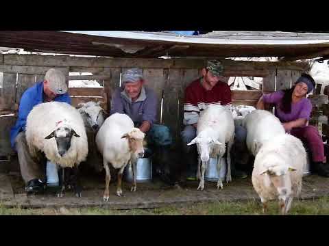 Videó: Hogyan Készítsünk Bárányt Habzsírból
