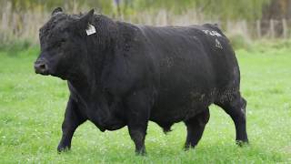 Turiroa Angus Lot  05