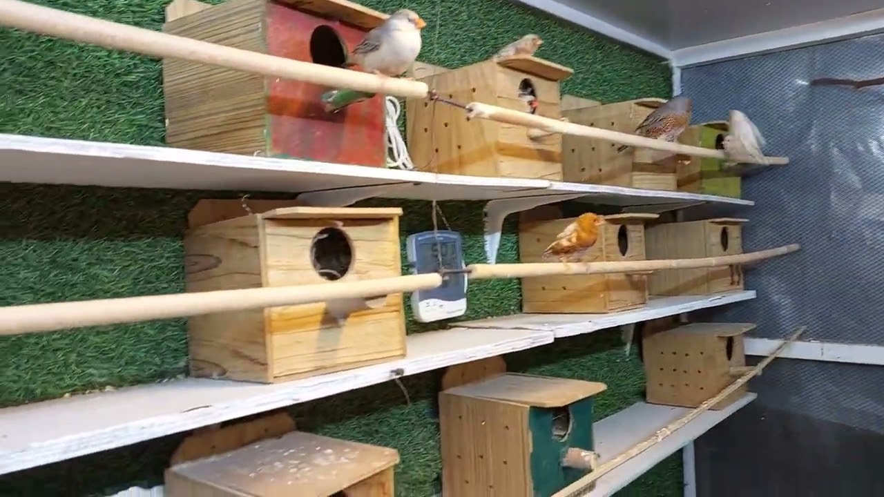 تصوير طيور زيبرا  وشرح عن تربيه طائر زيبرا 