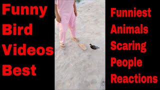 Cute Animals Videos Compilation 2020|Funny Moments|Funny Pet Videos 2020|Black Francolin|Bird Sounds
