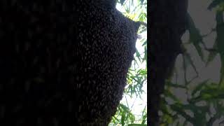 apis dorsata
