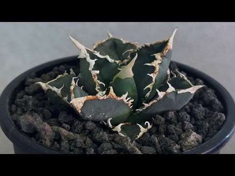 20260718厳選アガベ・チタノタ 狼人（小株）-044｜agave titanota were