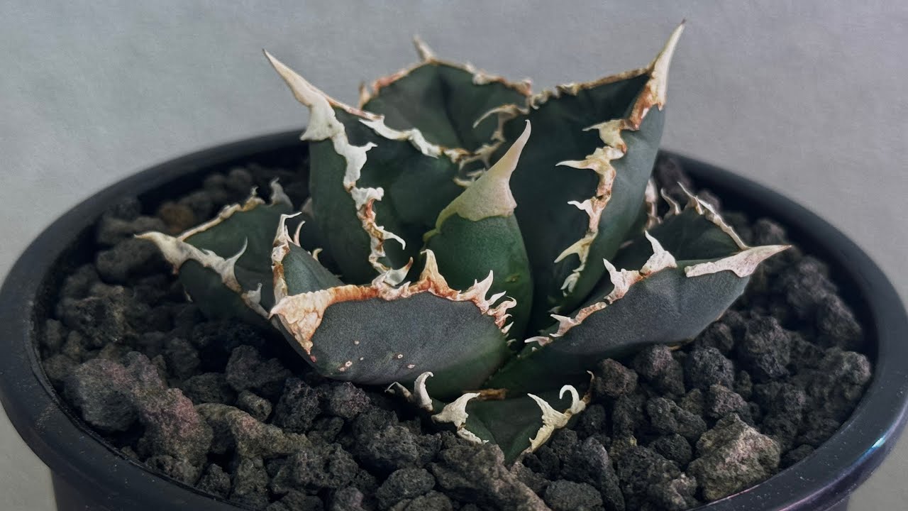20260718厳選アガベ・チタノタ 狼人（小株）-044｜agave titanota were