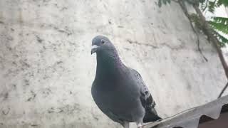 pet pigeons calm and chill vibes