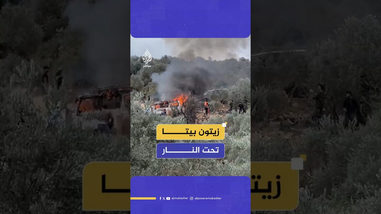 زيتون بيتا تحت النار هجوم المستوطنين يحوّل موسم الحصاد إلى يوم رعب
