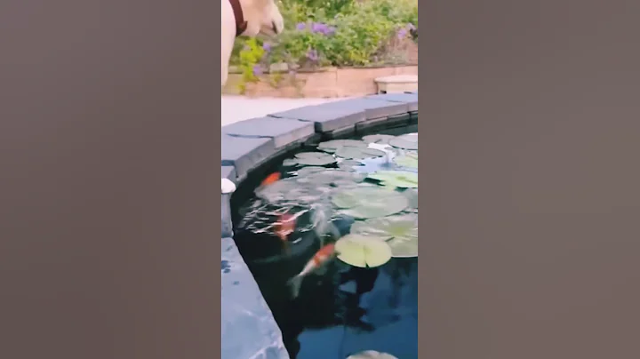 HUMOR YOUTUBE #viral #shorts #comedy #you #reels #trend #viral #ytshorts #subs #FYP #trending #humor