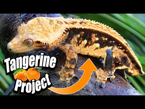 Tangerine Crested Geckos.