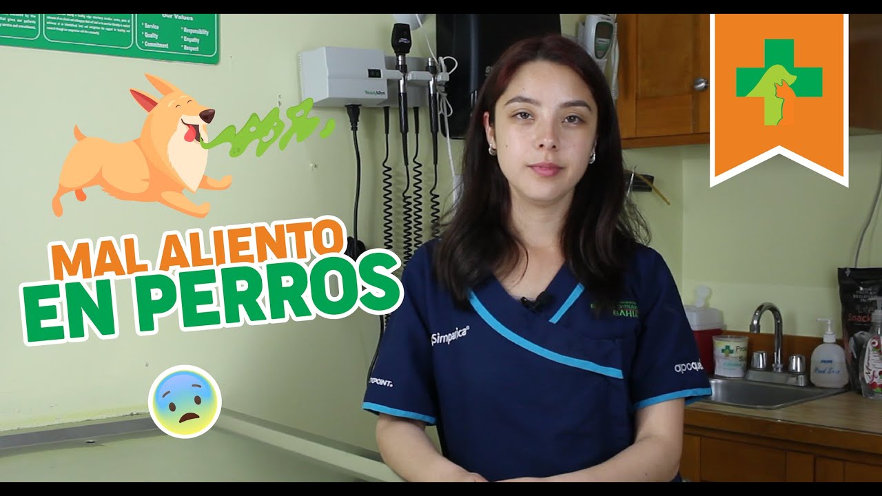 ¿porqué Le Huele Mal La Boca A Mi Perro Youtube 