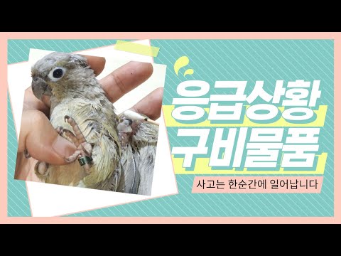#parrotkorea [대구앵무새농장] 앵무새응급상황 을 대비한 구비 해야될것들