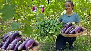Harvest the eggplant and spinach garden to sell and cook at the market