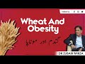 Wheat and obesity          dr zubair mirza 